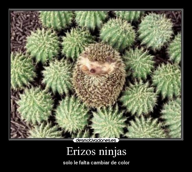 Erizos ninjas -
