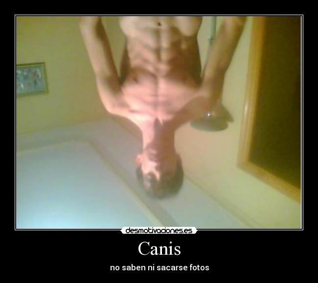 Canis -