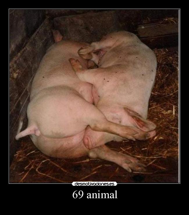 69 animal -