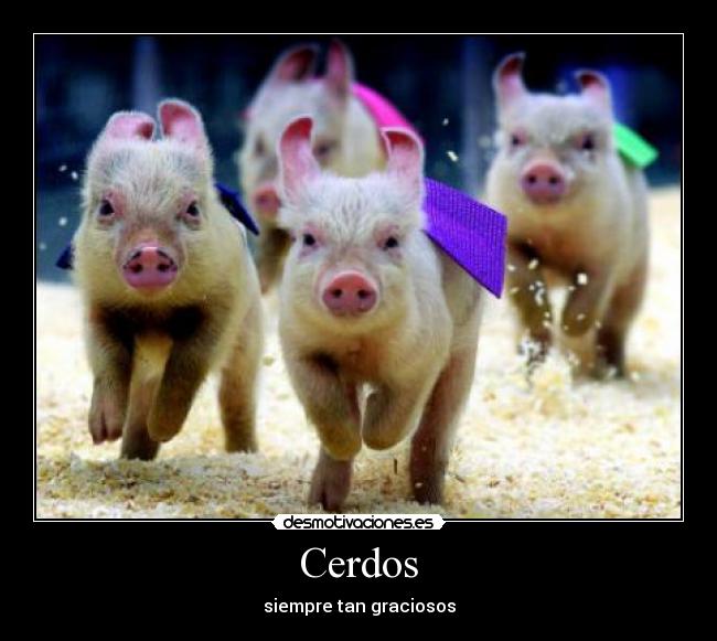 Cerdos - 
