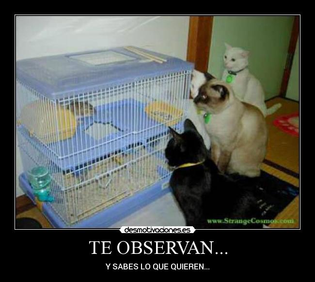 TE OBSERVAN... - Y SABES LO QUE QUIEREN...