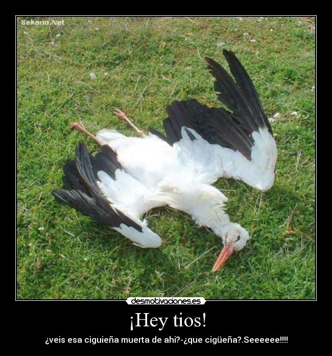 ¡Hey tios! - 