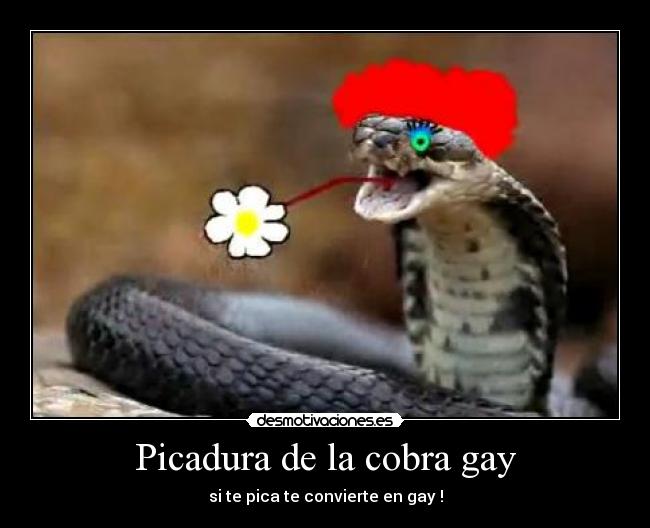 Picadura de la cobra gay -