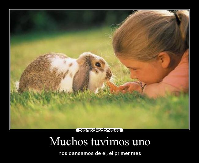 carteles conejo mascota aburrido bonito infancia desmotivaciones