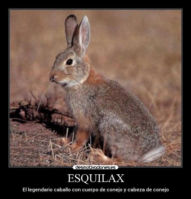 ESQUILAX - 