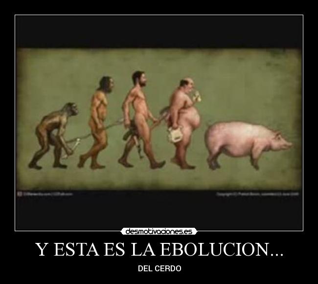 Y ESTA ES LA EBOLUCION... - DEL CERDO