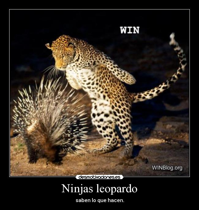 Ninjas leopardo -