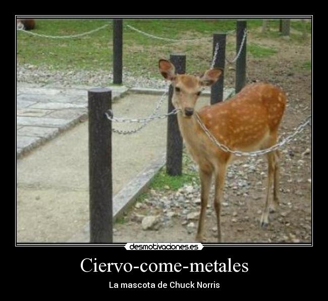 Ciervo-come-metales - La mascota de Chuck Norris