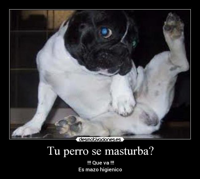 Tu perro se masturba? -