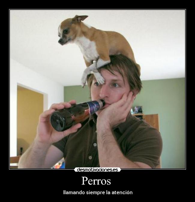 Perros  - 