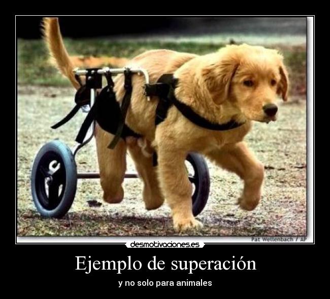 Ejemplo de superación - y no solo para animales
