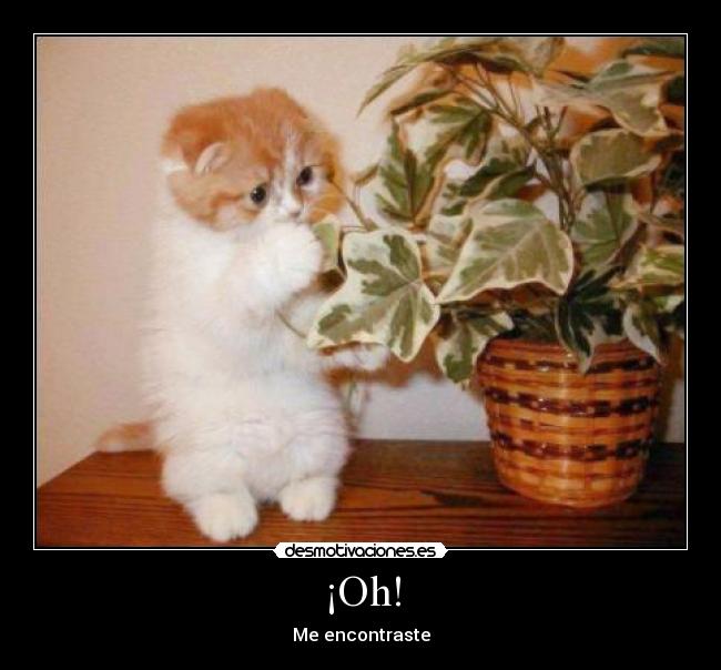 ¡Oh! - Me encontraste