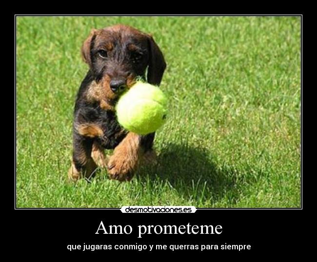 Amo prometeme - 
