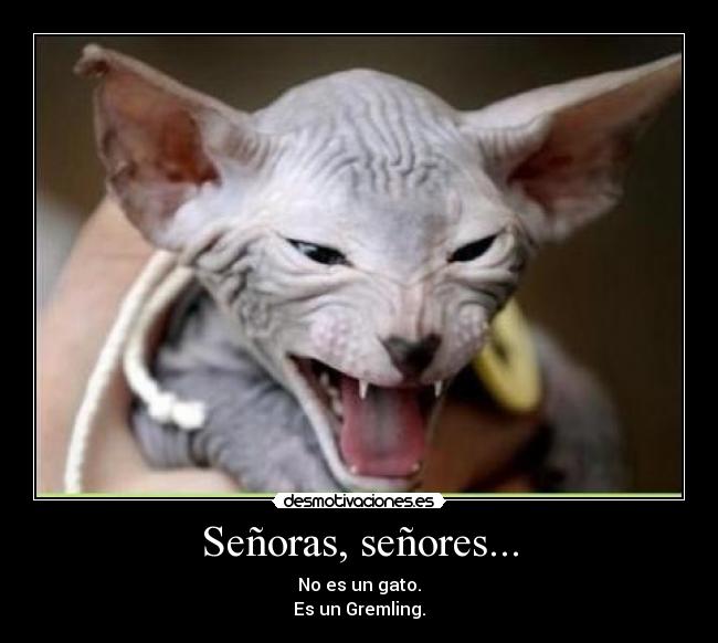 Señoras, señores... - No es un gato.
Es un Gremling.