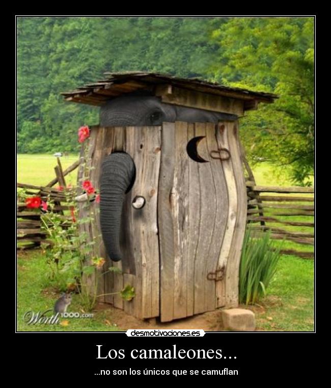 Los camaleones... - 