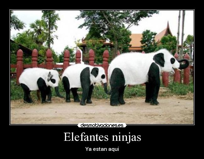 Elefantes ninjas - Ya estan aqui