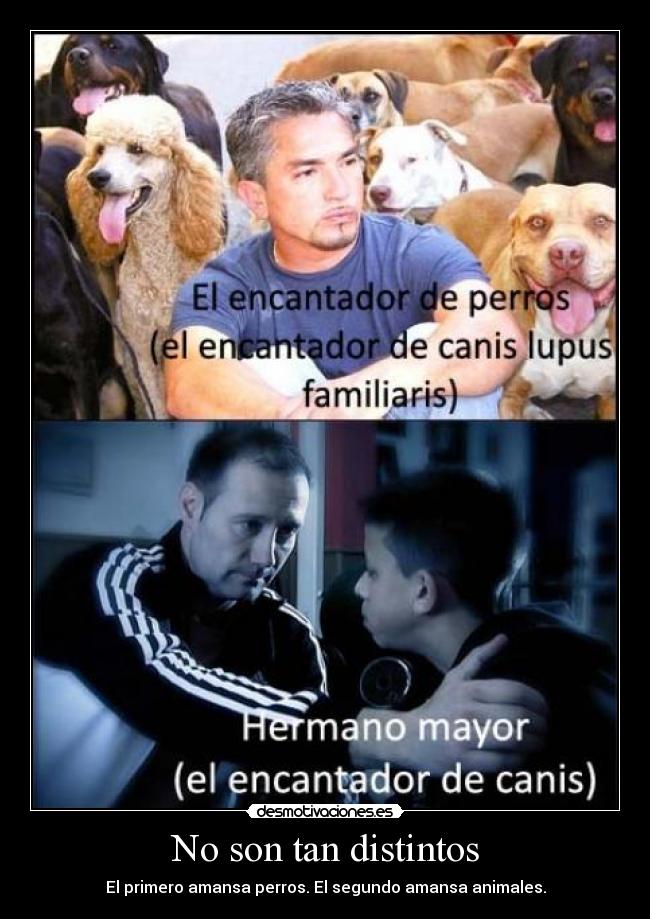 carteles encantador canis desmotivaciones