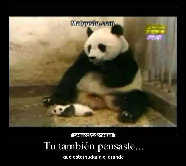 Tu también pensaste... -