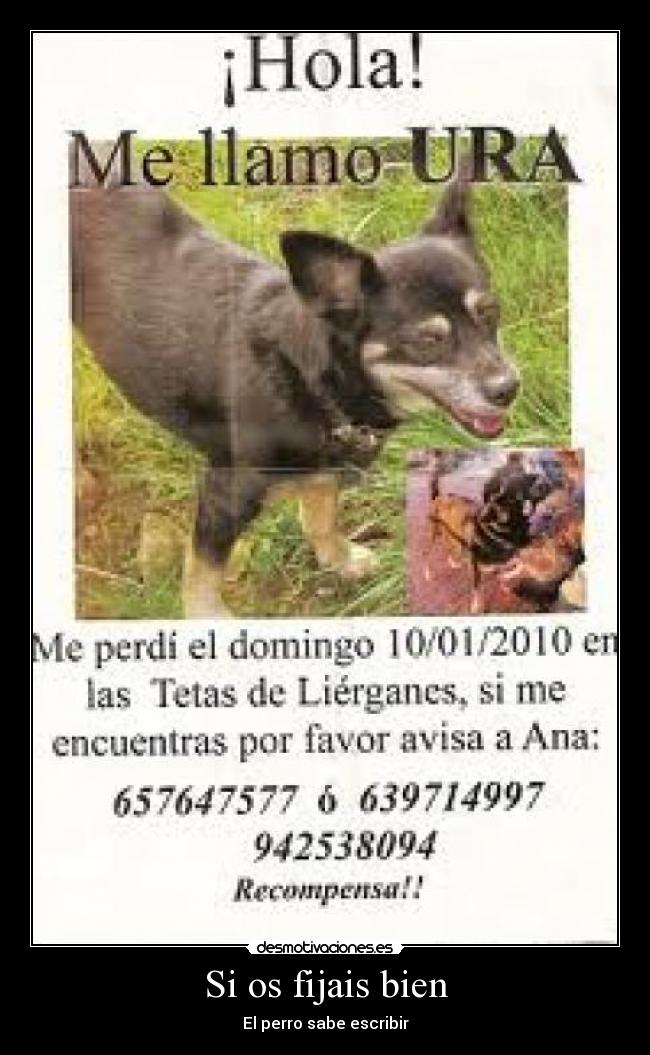 Si os fijais bien - El perro sabe escribir