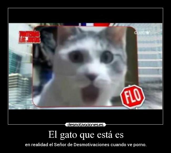 carteles el gato que esta desmotivaciones