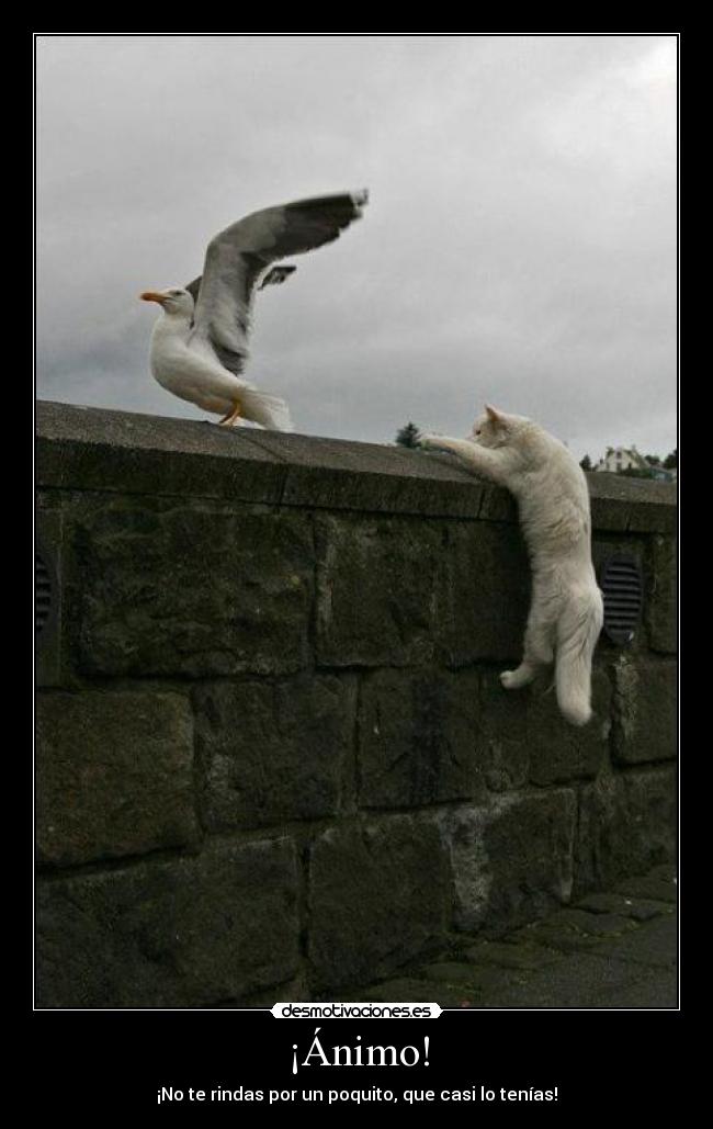 ¡Ánimo! -