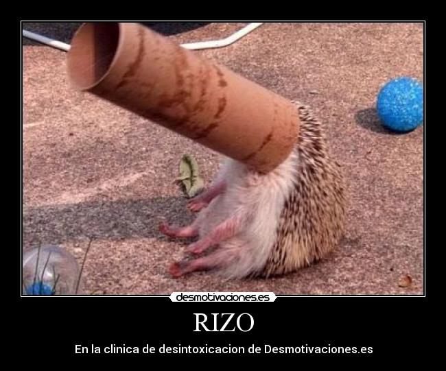 carteles erizo cara tapada desmotivaciones