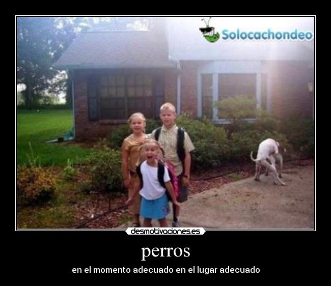 perros - 