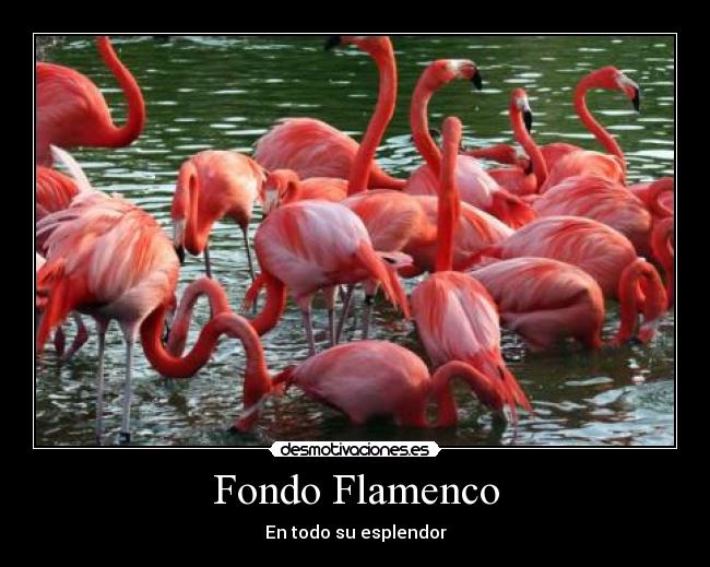 Fondo Flamenco - 