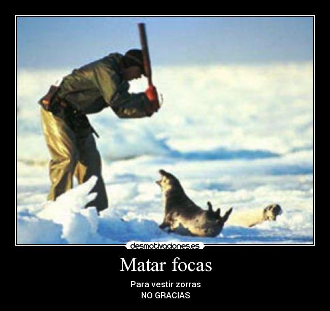 Matar focas - 