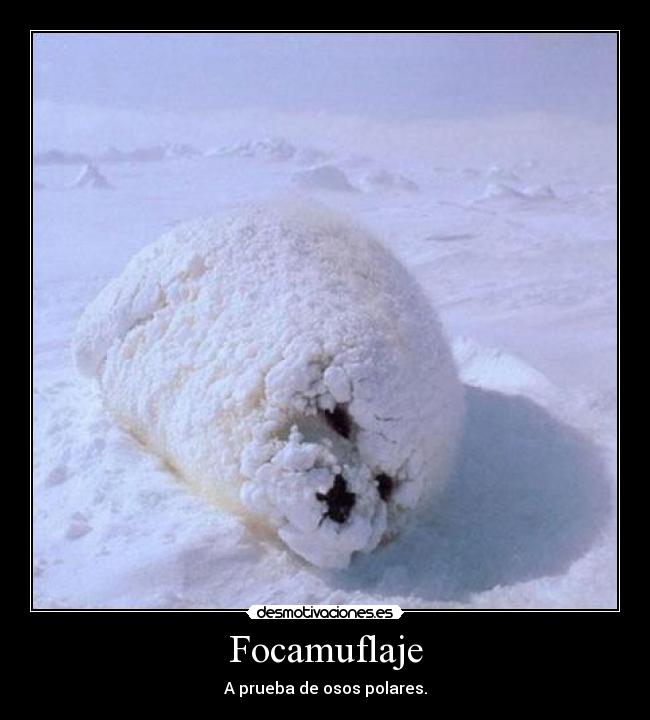 Focamuflaje - 