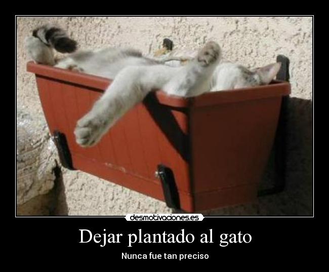 Dejar plantado al gato -