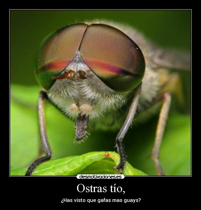 Ostras tío, -
