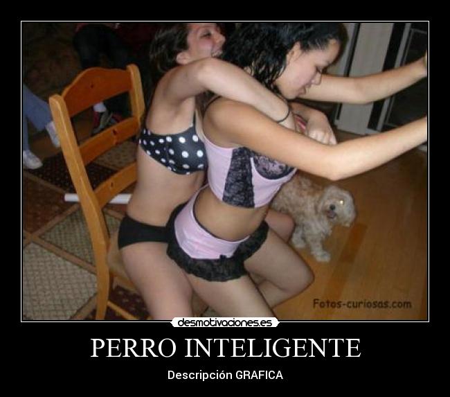PERRO INTELIGENTE -