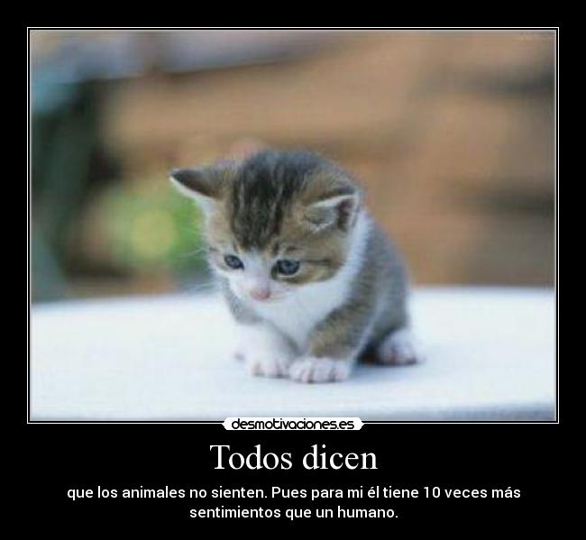 Todos dicen - que los animales no sienten. Pues para mi él tiene 10 veces más
sentimientos que un humano.