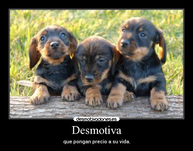 carteles las vidas tienen valor economico desmotivaciones