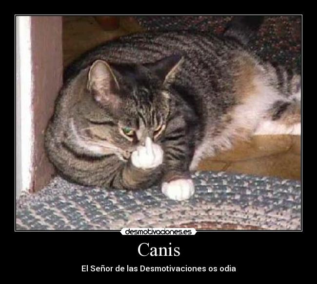 Canis - El Señor de las Desmotivaciones os odia