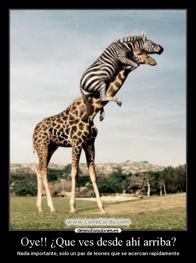Oye!! ¿Que ves desde ahí arriba? - 