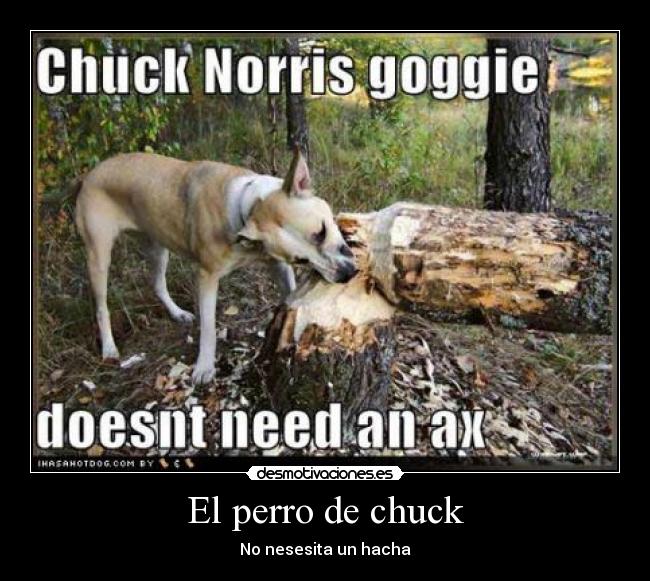 El perro de chuck -