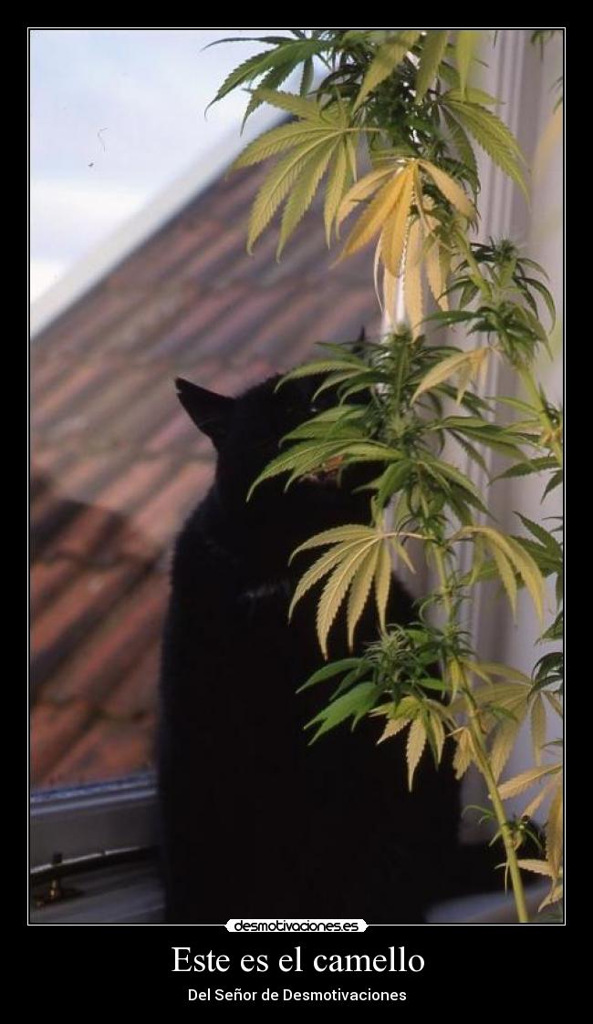 Este es el camello -