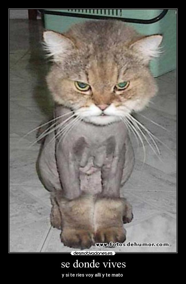 se donde vives - y si te ríes voy allí y te mato