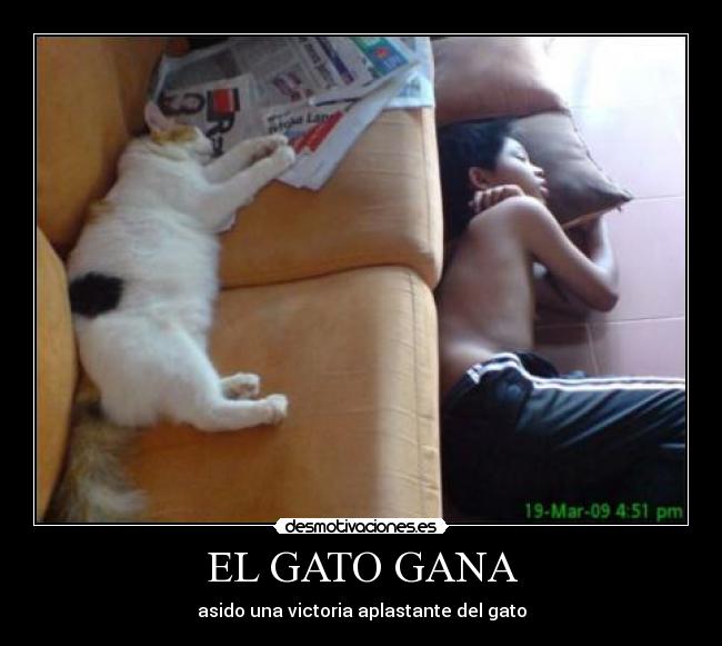 EL GATO GANA - asido una victoria aplastante del gato
