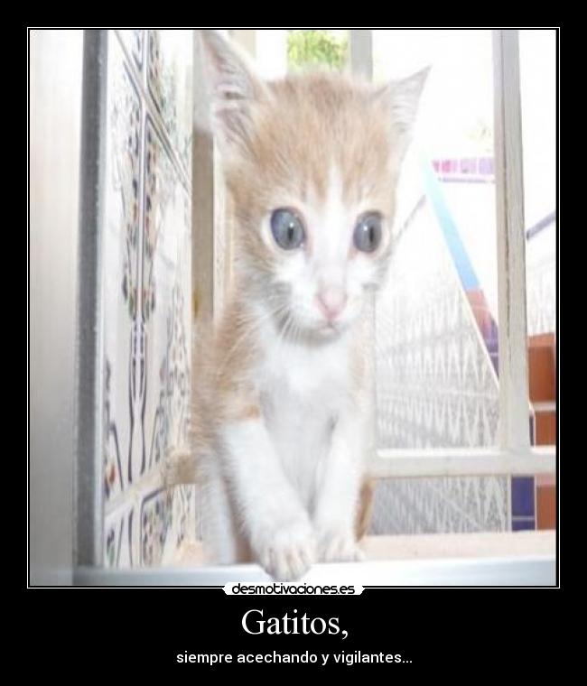 Gatitos, - 