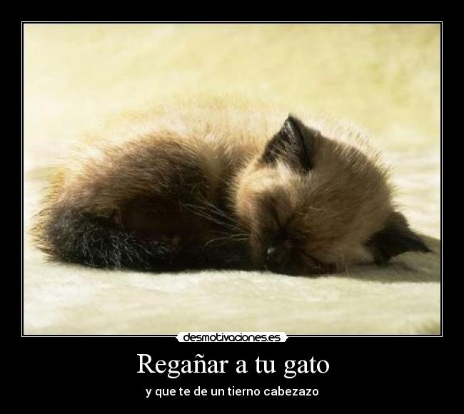Regañar a tu gato - 