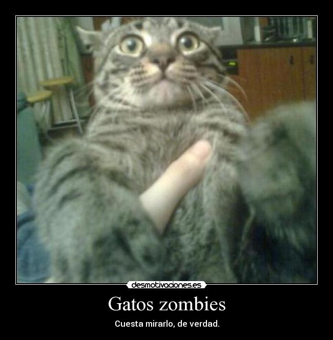 Gatos zombies - Cuesta mirarlo, de verdad.