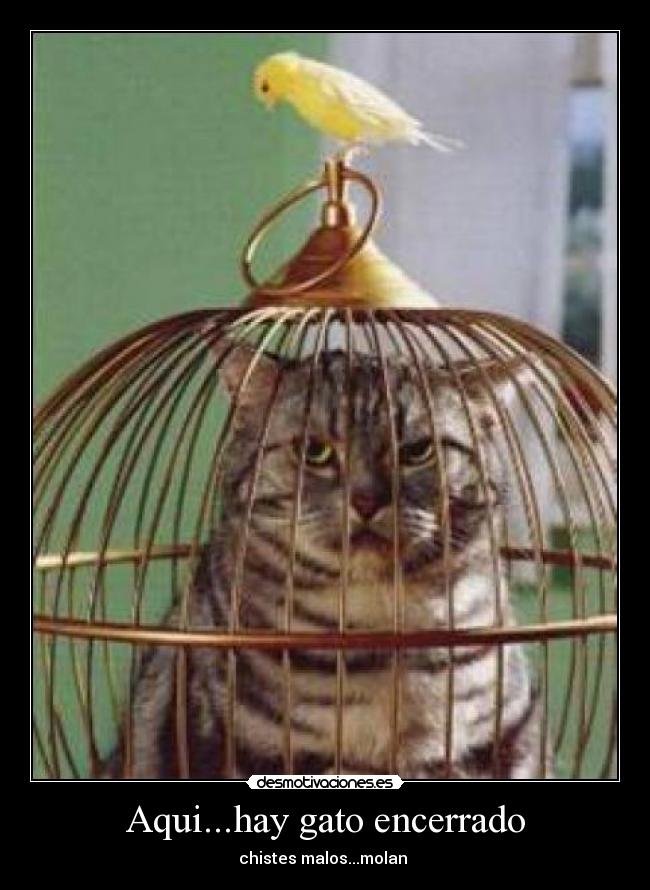Aqui...hay gato encerrado -
