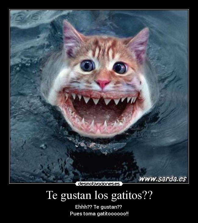 Te gustan los gatitos?? - Ehhh?? Te gustan?? 
Pues toma gatitoooooo!!