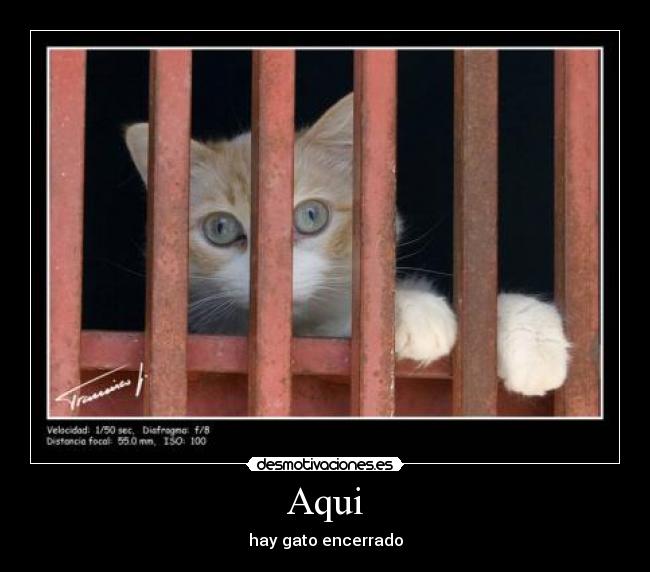 Aqui - hay gato encerrado
