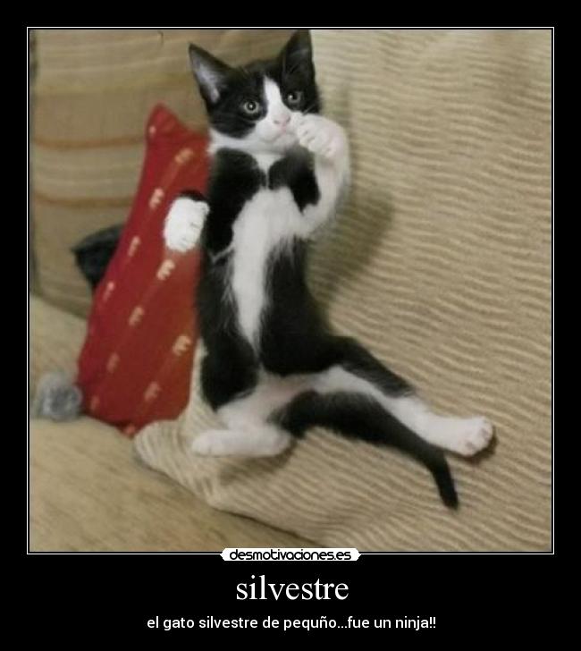 silvestre - el gato silvestre de pequño...fue un ninja!!