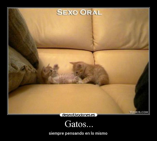 Gatos... - siempre pensando en lo mismo 