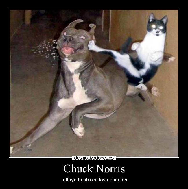 Chuck Norris - Influye hasta en los animales